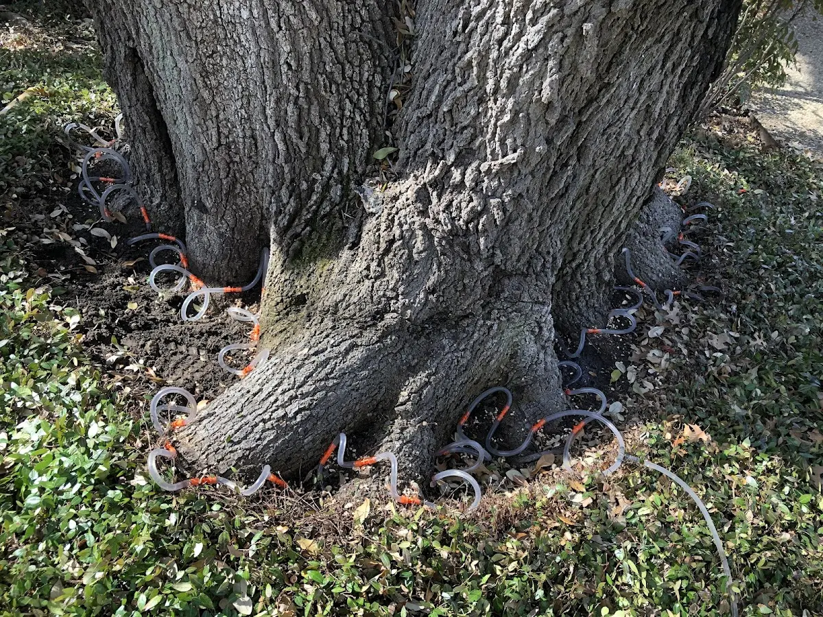 Detailed Shrub and Hedge Trimming job site in Templeville