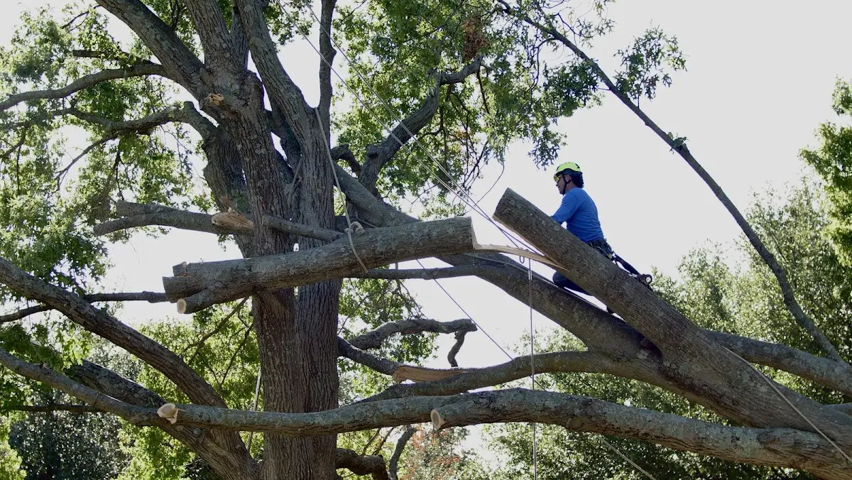 Professional Crown Thinning performed by certified arborists in Templeville